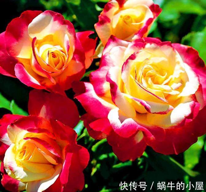 4种花，耐热又耐冷，四季都有花赏，一开就是200天