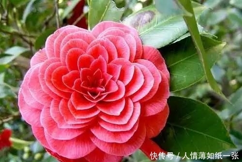 神“造”般的植物奇景,仿佛画作精品,小编已深深着迷!