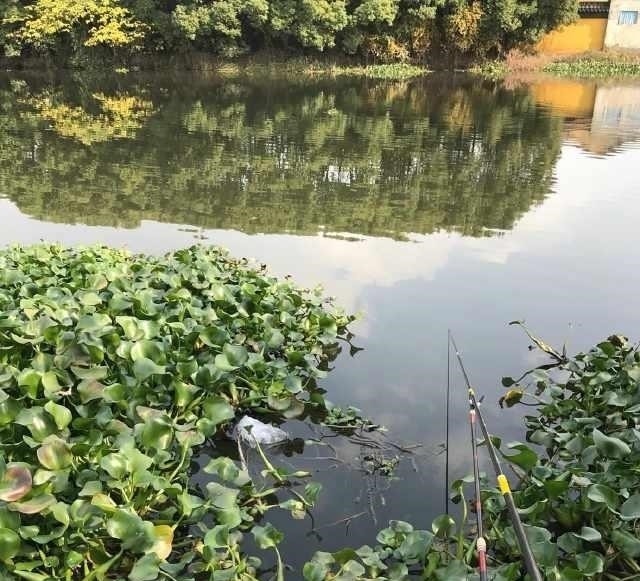 除害,村里小河湾,钓起四十多斤长江怪鱼,没人知道从何而来