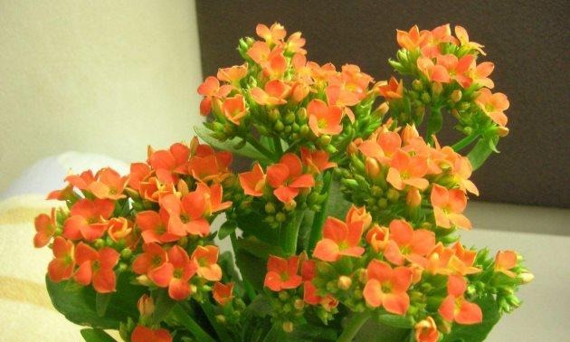 日常管理长寿花 鱼骨 鸡骨头埋进花盆 天然肥料有助开花 快资讯