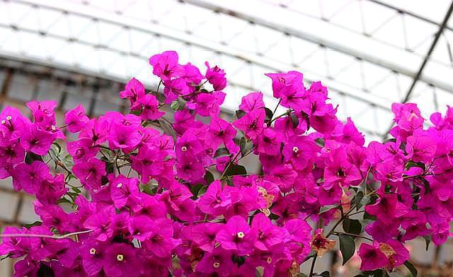 养三角梅,“5招”伺候,花芽不断冒,全年开花不断,一茬接一茬