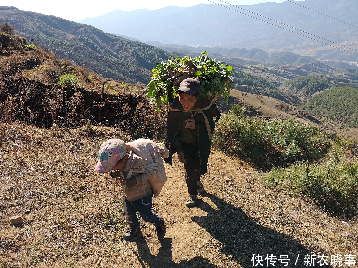 盘点那些年割过的6大猪草：以往没钱也不想吃，如今1盘菜几十元