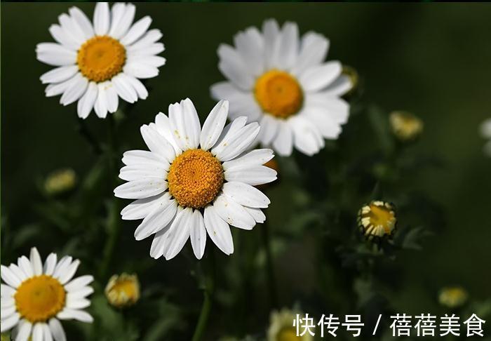 养花试试这款，像一朵隐士的花，风格很清新