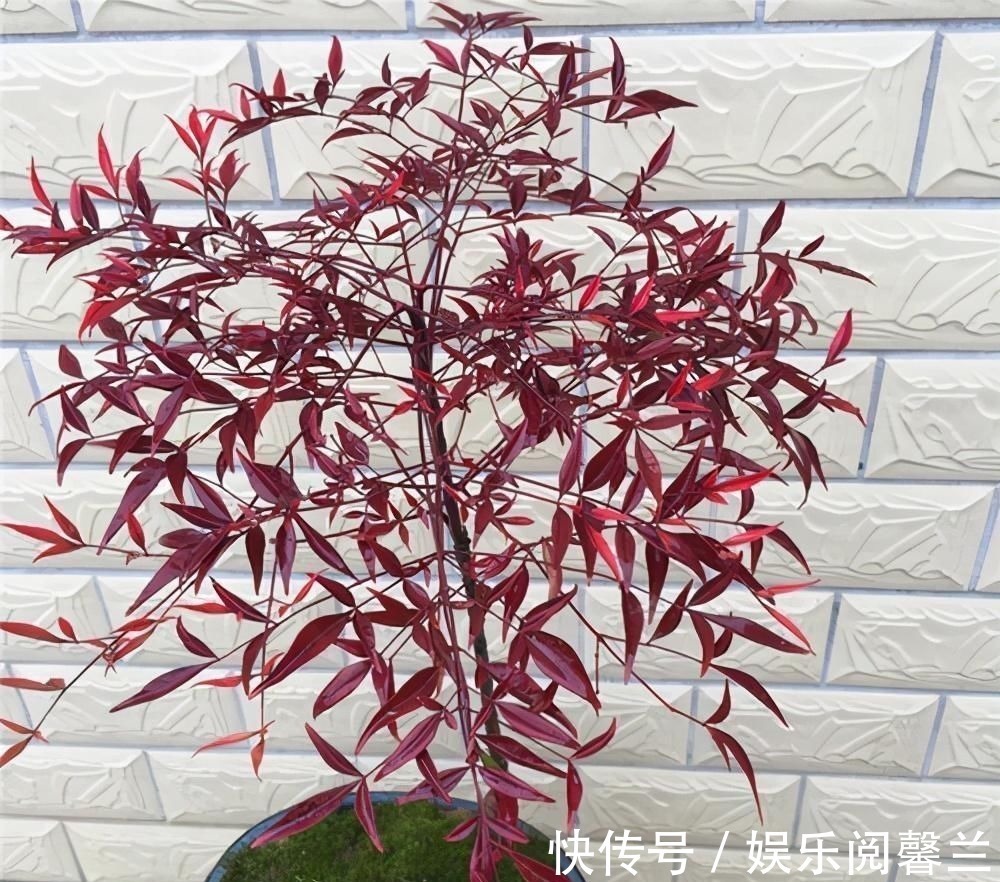 养护|苏派盆景极具名气,这6种盆景做法精妙、极具自然之感,价值高