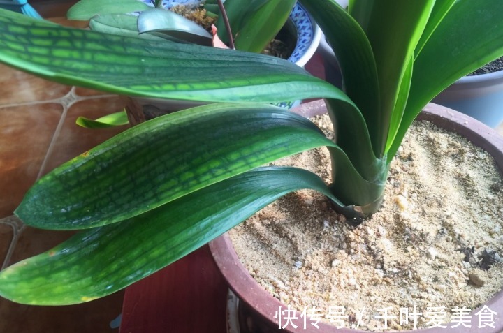 为什么说河沙养花厉害？因为有3大妙用！