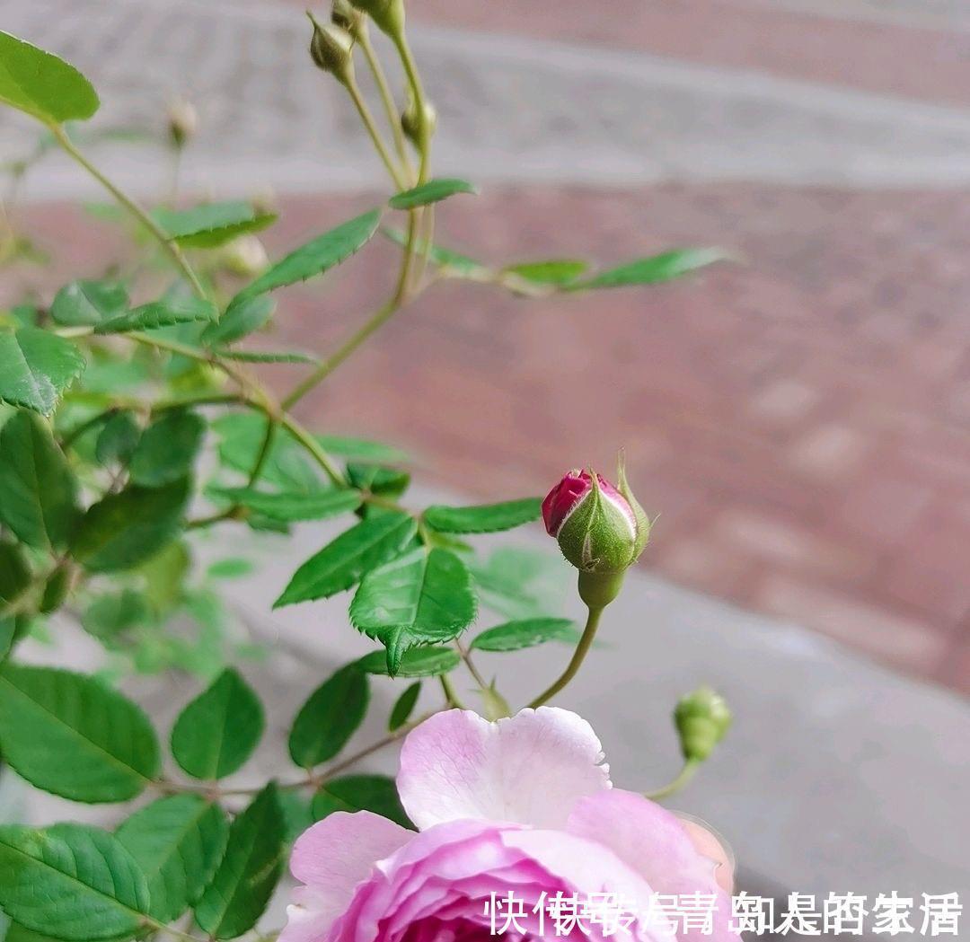 月季|月季黄叶是什么情况?弄清“4点”,一直绿油油,明年“花更多”