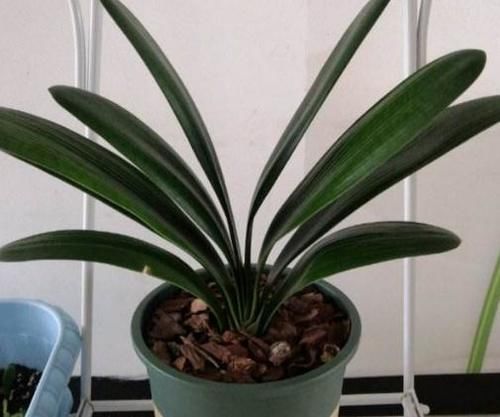 冬末春初，在家自制营养土该怎么操作？收集哪些材料？