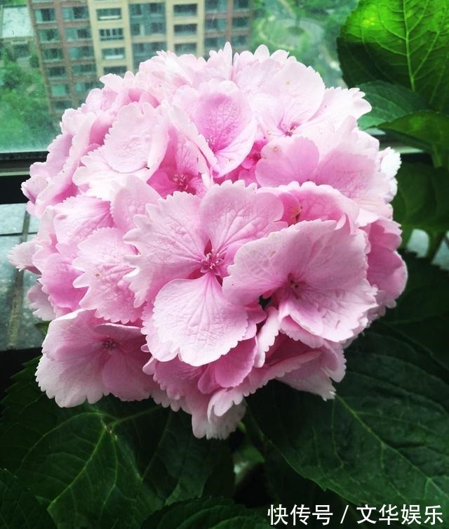 通过“扦插”开花爆盆,这4种花最适合,现在扦插,半个月有一盆