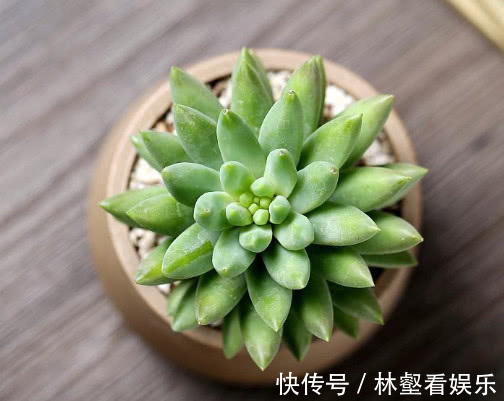 多肉千佛手|多肉千佛手怎么叶插教你3个小步骤,千佛手生根迅速长势茂盛