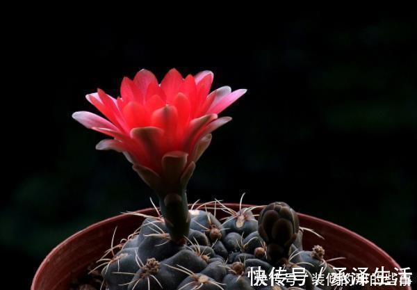 爆盆|客厅4种“耐旱”花,耐阴又耐旱,不黄叶不烂根,新手也能养爆盆