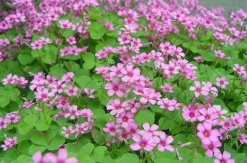 她只种一种花，却开出一片花，开花惊艳又漂亮，邻居看了都羡慕