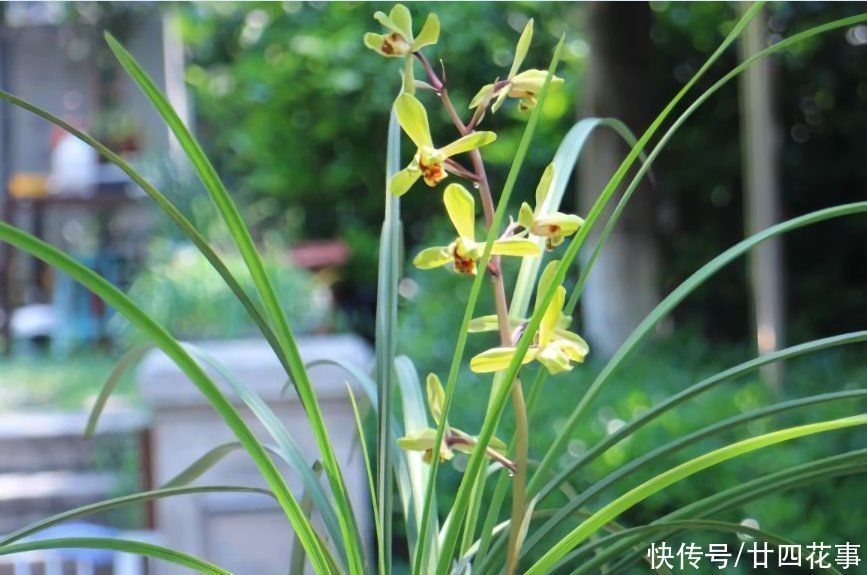 春兰|这花公认难养,冬天室内要注意,放外面冻20天,开花多又香