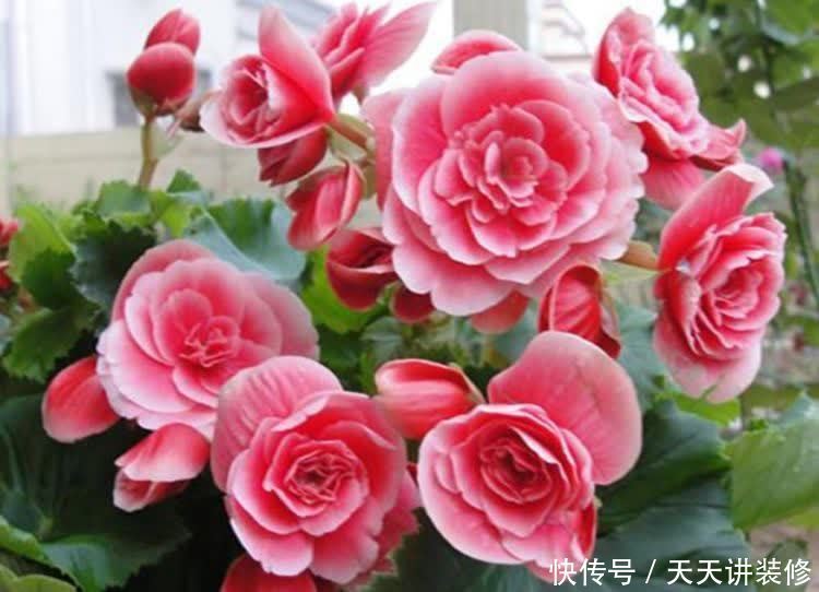 正月二十六,家里养上4种花,寓意财源滚滚来,你家有吗?