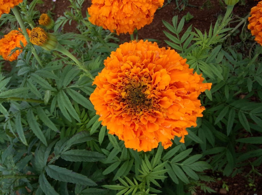 三种“懒人花”,管理越多越难成活,半月不浇水,反而花爆盆!