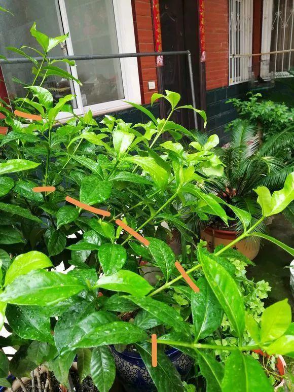 长寿月季花后赶紧剪一刀,剪完就开花,一直剪一直开!