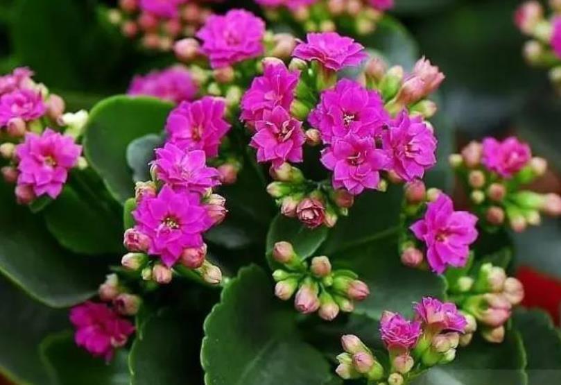 金枝玉叶|5种花真耐旱，30天不浇水照样生机勃勃，好养又省心，适合懒人