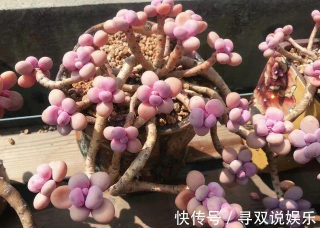 9月开始,养桃蛋“牢记”2个字,半年养的“胖嘟嘟”,萌化了
