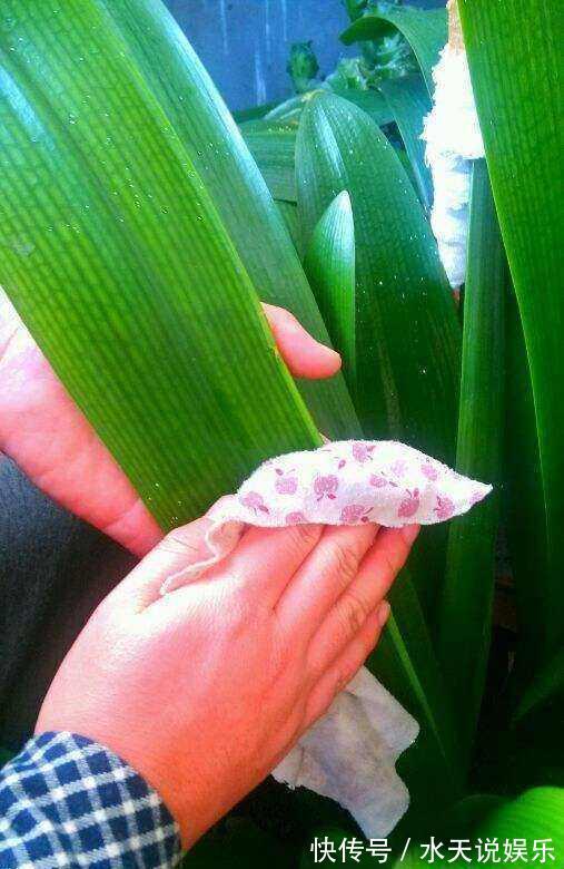 养君子兰2年，不长新叶和新芽，学好5招，蹭蹭长爆盆，一学就会