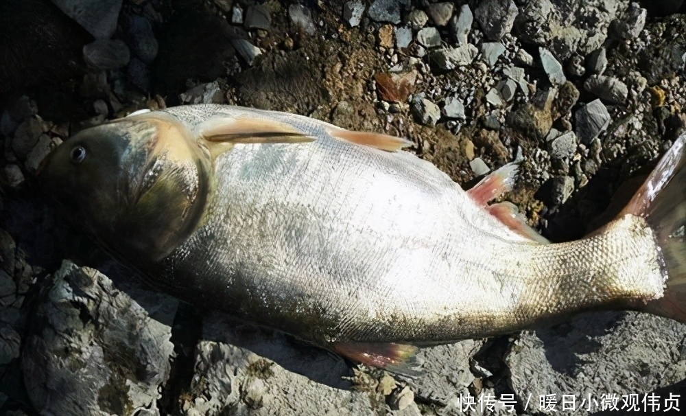 饵料|钓鲢鳙，记住这6步，轻松学会“正确”钓鲢鳙，对新手钓友很有用