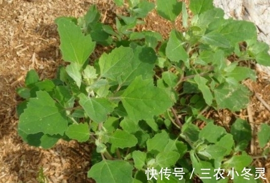 野菜|农村最常见的三种野菜,8090都吃过,城里人没吃过!