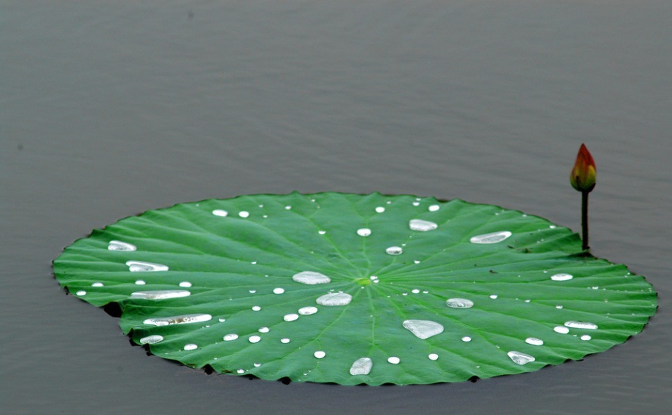 炙甘草|“齿痕舌”摊上大事了!是癌变征兆老中医支3招帮你健脾祛湿!