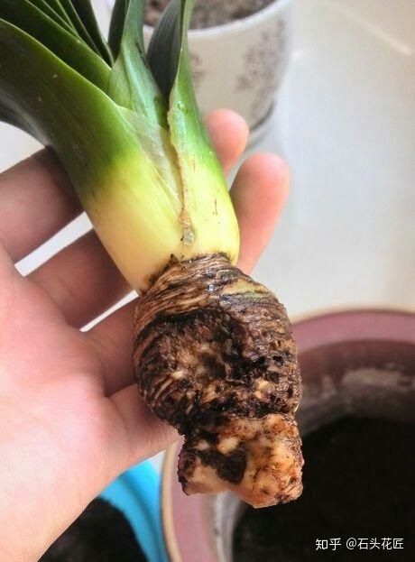 养花总是“烂根”,学会4个“科学”方法,家里绿植“嗖嗖长”