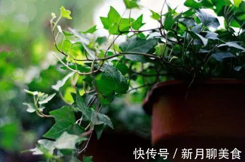 管理|这些植物放在洗手间，不用管理都能长得很好，还祛除异味