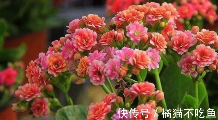 新手养花选这些,价格便宜,种植容易,开花勤快,漂亮又芳香