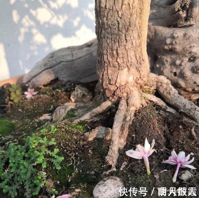 此4种花卉,小苗的时候“不值钱”,多养今年“太值钱”,高价格!