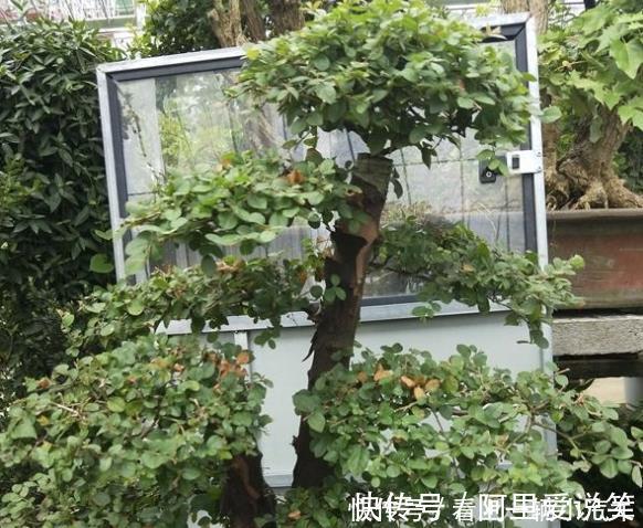 水生植物|河边看到3种“树桩”,捡回家种到花盆里,变盆景树,有价值!