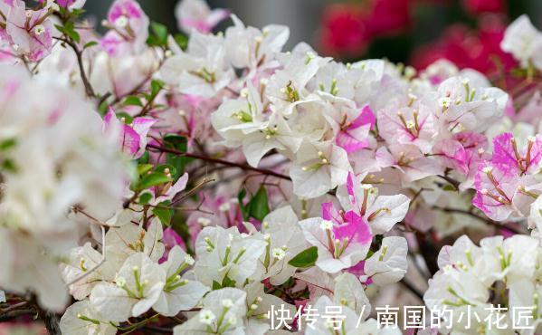 能把三角梅养爆的人,都很大方,从不“吝啬”这3样东西