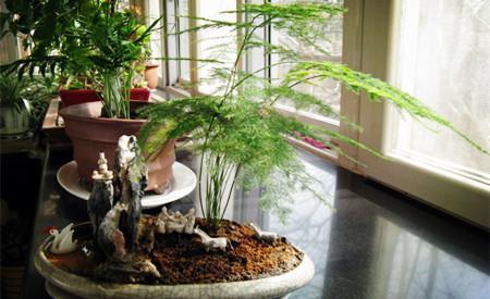 大气|4种盆栽花卉,大气又好养,养成盆景美极了,值得拥有!