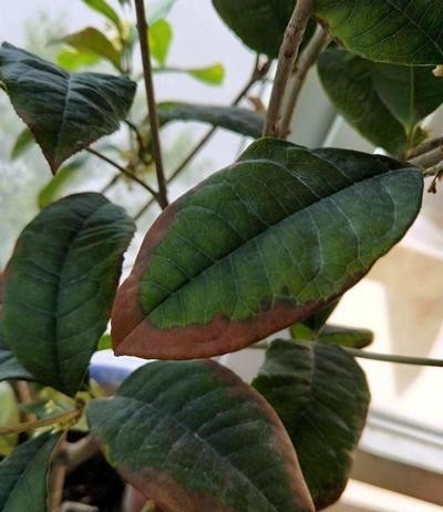 6种易遭真菌迫害的植物,有这几种花的,平时养护可得注意了!