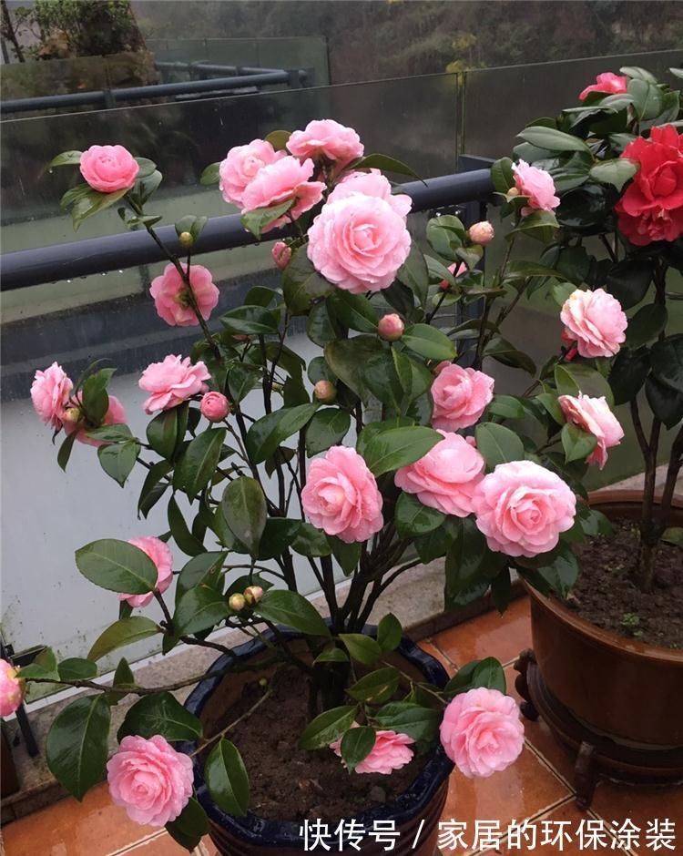 十月不知养啥花？看看这六种，好养又漂亮，可以放心入手