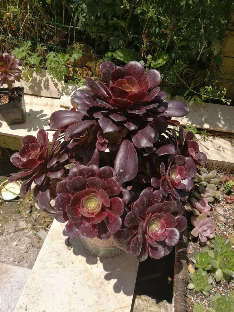 养多肉两年，200多盆养死的不到10盆，记录点点滴滴！