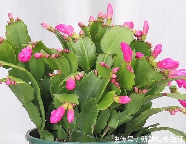 花卉|养兰花、蟹爪兰和君子兰需记住,不能触碰三点,这是自然规律!