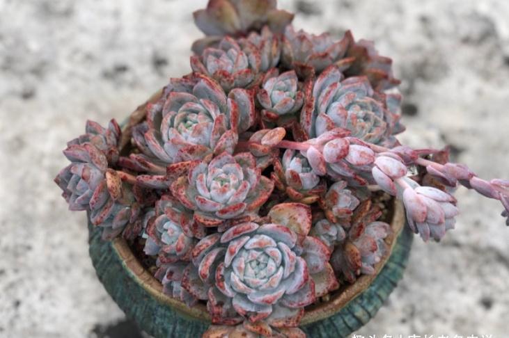 雪莲|有种多肉名字超梦幻，颜值也不低，就是身世扑朔迷离，它叫梦之雪