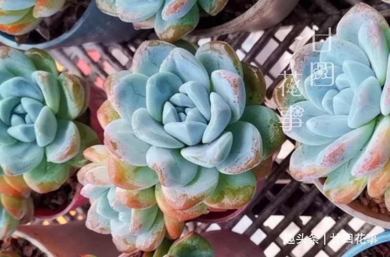 夏天|夏天不敢给多肉浇水一个小妙招，轻松解决难题，适合新手和懒人