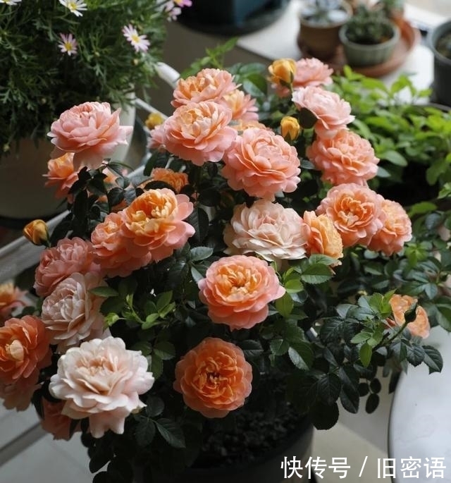 关键|被名字耽误的“香水花”,关键耐热无虫害,单朵能持续绽放小半季