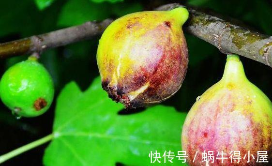 白发|夏天农村的野果,能白发转黑,延缓衰老,治疗黄疸,女人可以多吃