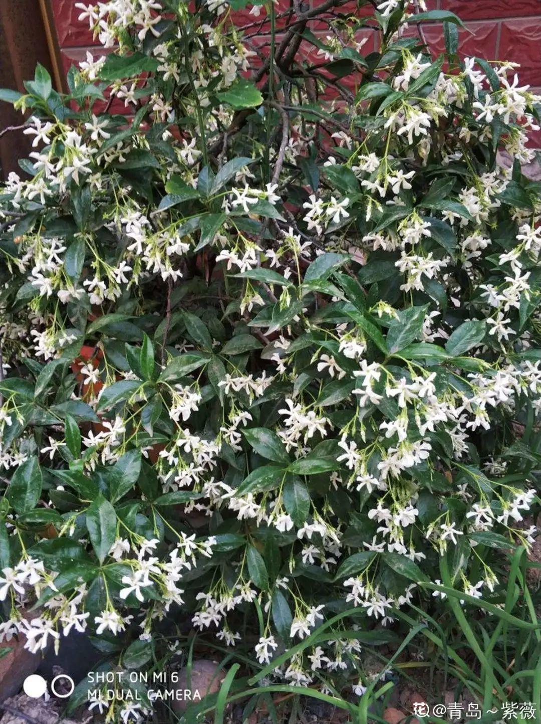 7种花要慎养,房前屋后都爬满,邻居有意见!