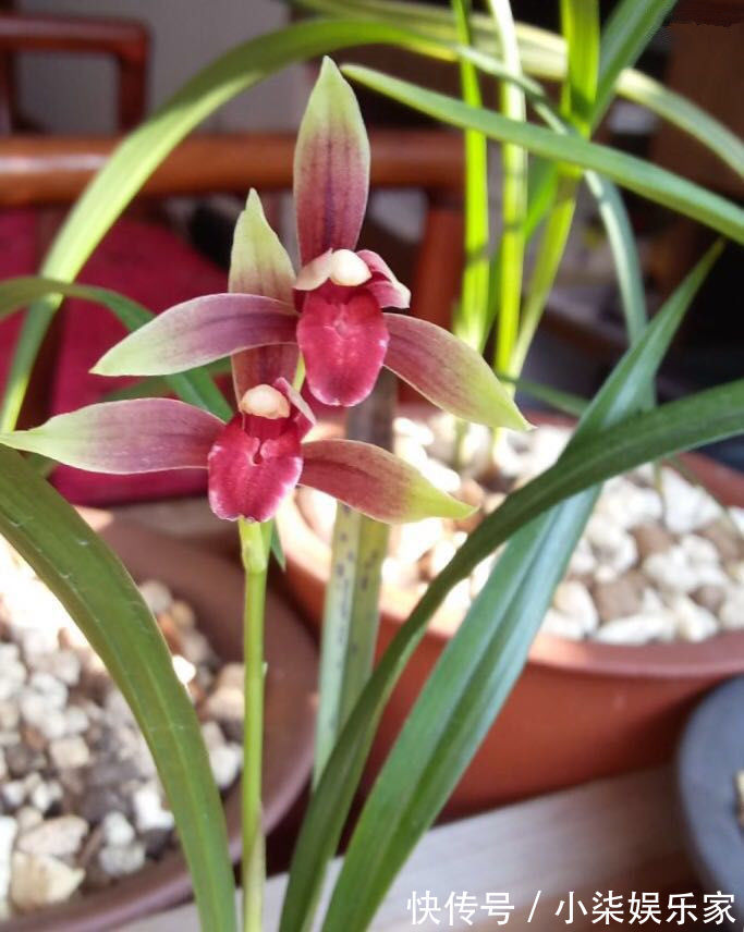 歌唱玫瑰经二十端歌词