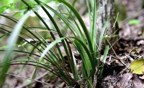 害虫|用什么可以去掉腐叶土里的虫？兰友：1块钱就解决