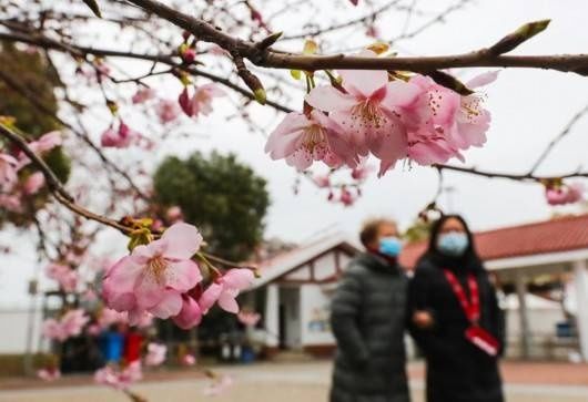 老年|年还没过完，上海顾村公园的早樱已经开了……