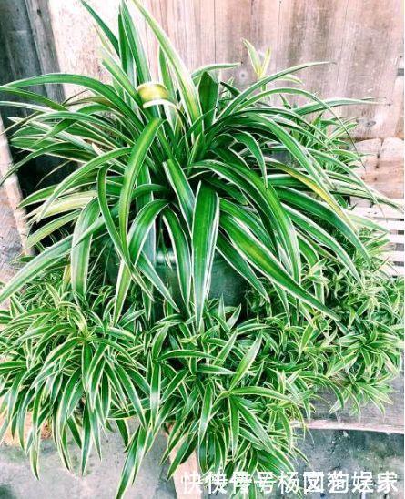 4种花养家里，旺运又招财，财源滚滚，养在阳台极美了