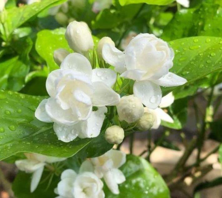 4种富贵花,添福添贵添好运,开花红红火火,旺财又旺运!