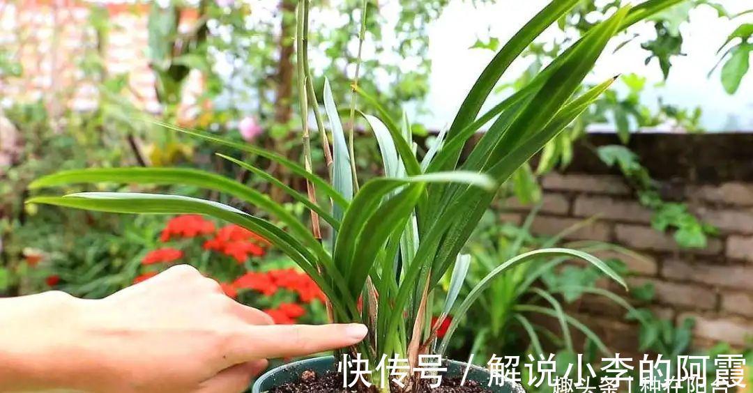 替兰花分株怕伤其根系,采用“不分盆”方法,新手也可轻松驾驭!