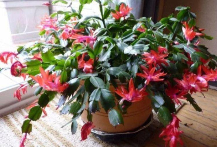 寓意超好的旺运花,吉祥又喜庆,年年开花美翻