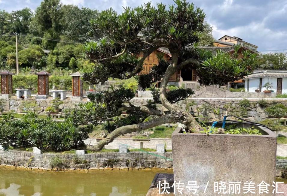 家庭盆景:镇宅又招财的罗汉松,日常打理该多注意这4点