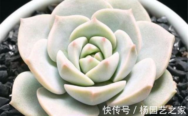 皮实|夏季养殖多肉,以下品种耐热耐晒,皮实又好养